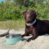 32oz/64oz Stainless Steel Non-Slip Dog Bowl - Double Wall Feeder for Medium to Large Pets - Image 12